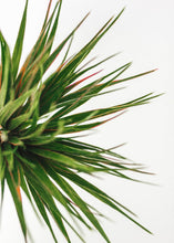 Load image into Gallery viewer, Red Plastic Indoor/Outdoor Vanilla Grass - 12"
