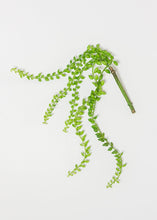 Load image into Gallery viewer, Senecio Leaf Vine in Green - 16" Long
