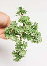 Load image into Gallery viewer, Latex Sedum Pick in Dusty Green - 5" Tall
