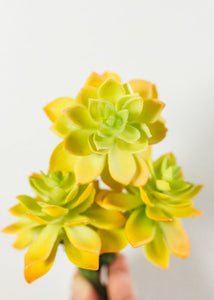 Artificial Echeveria Succulent Pick in Yellow & Green - 2.5" Wide