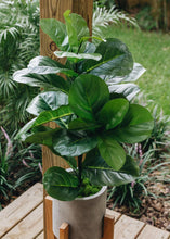 Load image into Gallery viewer, Fake Fiddle Leaf Fig Tree Floor Plant in Pot - 31.5&quot; Tall
