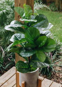 Fake Fiddle Leaf Fig Tree Floor Plant in Pot - 31.5" Tall