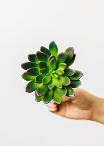 Fake Succulent Pick in Green Burgundy - 4" Wide