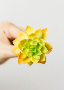 Artificial Echeveria Succulent Pick in Yellow & Green - 2.5" Wide