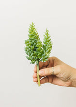 Load image into Gallery viewer, Soft Latex Burro's Tail Sedum Succulent  - 7.5" Tall

