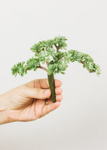 Load image into Gallery viewer, Latex Sedum Pick in Dusty Green - 5" Tall
