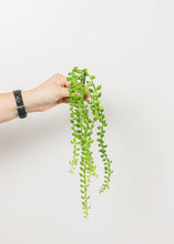 Load image into Gallery viewer, Senecio Leaf Vine in Green - 16" Long
