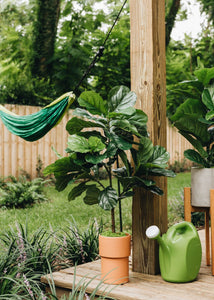 Fake Fiddle Fig Leaf Tree Potted Floor Plant - 3' Tall
