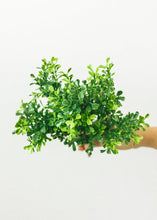 Load image into Gallery viewer, Fake Indoor/Outdoor Plastic Boxwood Plant - 12&quot;

