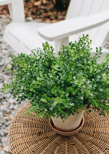 Fake Indoor/Outdoor Plastic Boxwood Plant - 12"