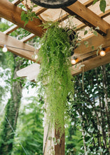 Load image into Gallery viewer, Artificial Indoor/Outdoor Hanging Asparagus Fern - 33&quot; Long
