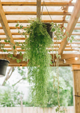 Load image into Gallery viewer, Artificial Indoor/Outdoor Hanging Asparagus Fern - 33&quot; Long
