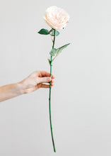 Load image into Gallery viewer, Artificial English Cabbage Rose in Pastel Peach Pink - 20.5&quot; Tall
