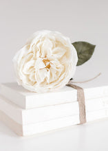 Load image into Gallery viewer, Silk English Cabbage Rose in Eggshell Cream - 25" Tall
