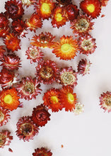 Load image into Gallery viewer, Dried Strawflower Heads in Apricot
