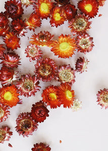 Dried Strawflower Heads in Apricot