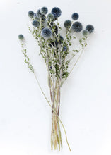 Load image into Gallery viewer, Dried Floral Coastal Echinops Globe Thistle in Blue Green
