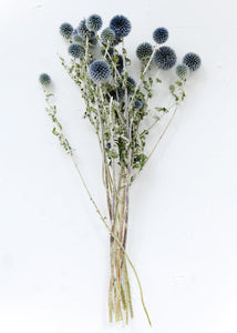 Dried Floral Coastal Echinops Globe Thistle in Blue Green