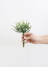 Load image into Gallery viewer, Artificial Pencil Cactus Pick in Green - 4&quot; Wide

