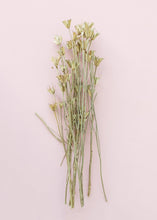 Load image into Gallery viewer, Natural Love in a Mist Bundle
