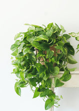 Load image into Gallery viewer, LIVE Large Pothos Hanging House Plant in 6" Pot - Ships Alone
