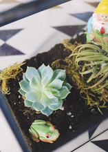 Load image into Gallery viewer, LIVE Unique Succulents Collection - Pack of 20 - Ships Alone
