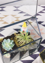 Load image into Gallery viewer, LIVE Assorted Live Air Plants - Pack of 20 - Ships Alone
