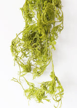Load image into Gallery viewer, Dried Trailing Greens Creeping Cedar Vine
