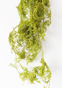 Dried Trailing Greens Creeping Cedar Vine