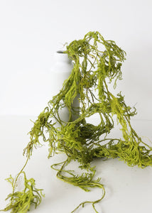 Dried Trailing Greens Creeping Cedar Vine
