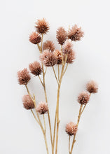 Load image into Gallery viewer, Dried Foliage Platycarya Seed Pods
