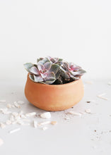 Load image into Gallery viewer, Mini Round Terracotta Planter
