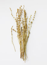 Load image into Gallery viewer, Dried Leonurus Motherwort Herbs in Mustard - 23&quot;
