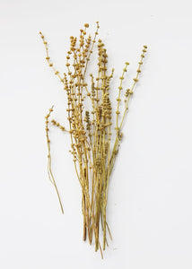 Dried Leonurus Motherwort Herbs in Mustard - 23"