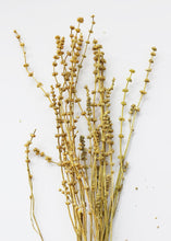 Load image into Gallery viewer, Dried Leonurus Motherwort Herbs in Mustard - 23&quot;
