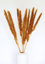 Load image into Gallery viewer, Pack 11 - Dried Pampas Grass Bunch in Earthy Mustard - 24-28"
