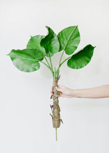 Load image into Gallery viewer, Fake Philodendron Tropical Leaf Plant with Roots
