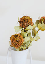 Load image into Gallery viewer, Pack of 5 - Dried Banksia Coccinea Pod
