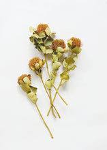 Load image into Gallery viewer, Pack of 5 - Dried Banksia Coccinea Pod
