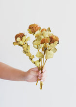 Load image into Gallery viewer, Pack of 5 - Dried Banksia Coccinea Pod
