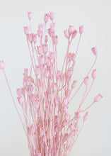 Load image into Gallery viewer, Dried Centaurea in Pink
