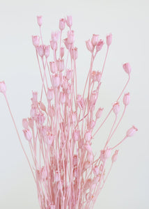 Dried Centaurea in Pink