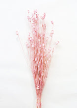 Load image into Gallery viewer, Dried Centaurea in Pink
