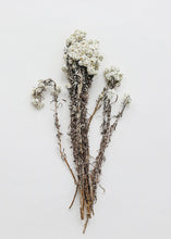 Load image into Gallery viewer, Edelweiss Dried Flowers in Cream
