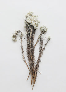 Edelweiss Dried Flowers in Cream