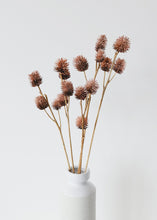 Load image into Gallery viewer, Dried Foliage Platycarya Seed Pods
