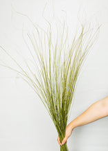 Load image into Gallery viewer, Dried Fountain Grass
