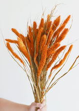 Load image into Gallery viewer, Dried Setaria Grass in Orange

