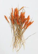 Load image into Gallery viewer, Dried Setaria Grass in Orange

