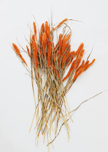 Dried Setaria Grass in Orange